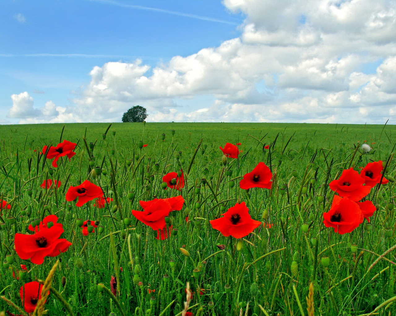 Цветы мака на поле