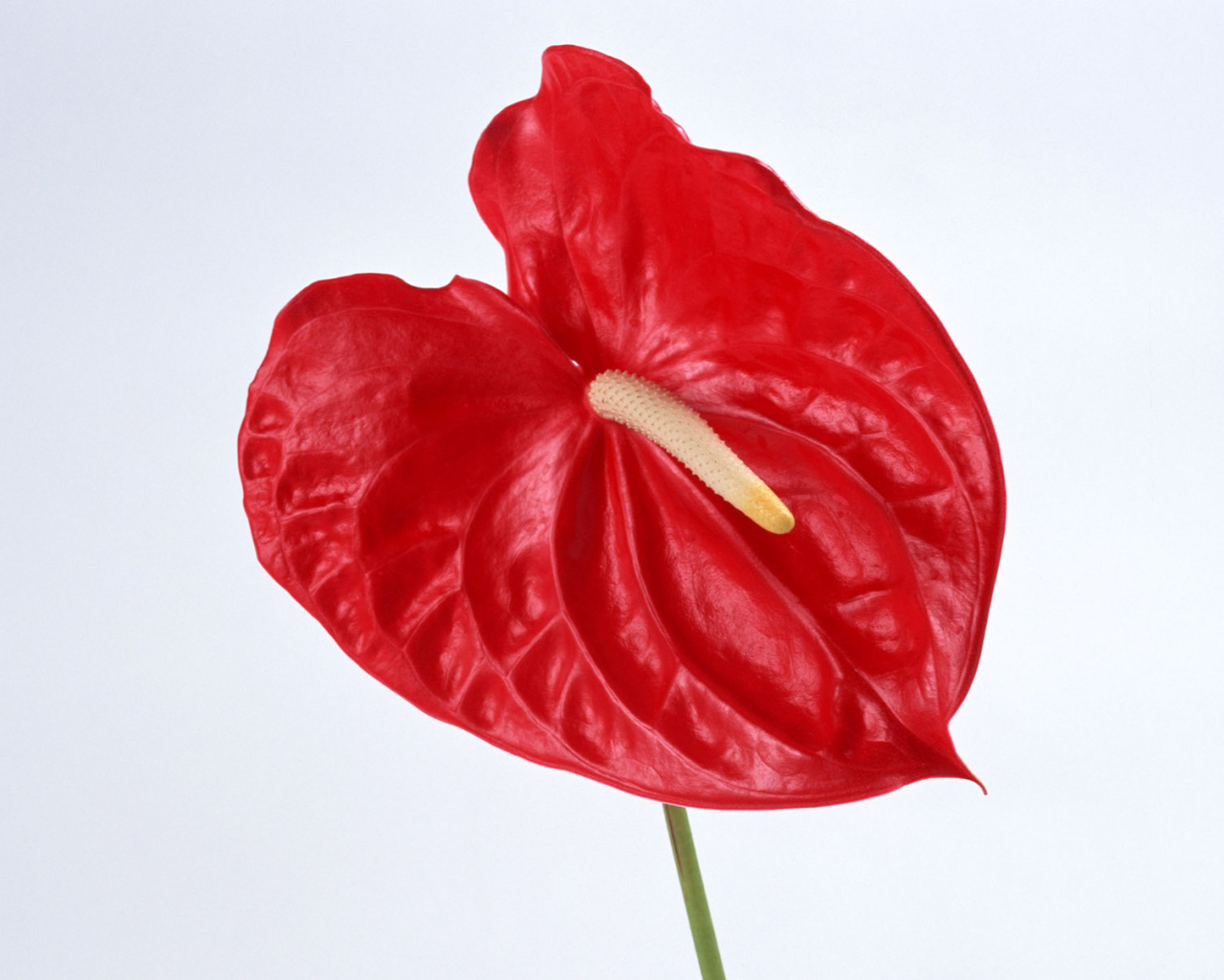 Красный Anturium, Цветы