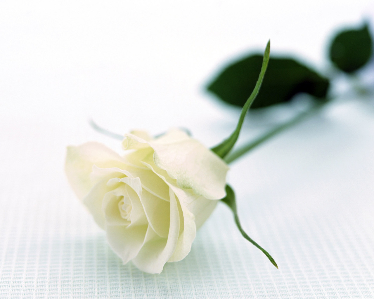 Отдых с розой