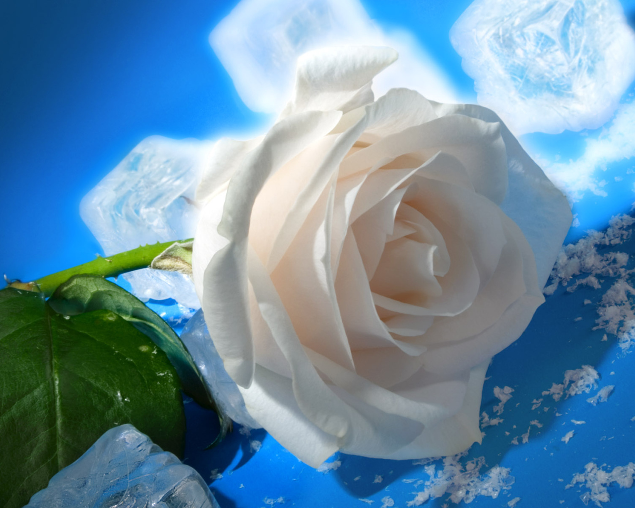 роза и Лед, Цветы