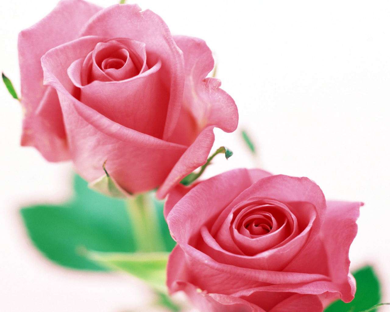 Розы на белом, Цветы