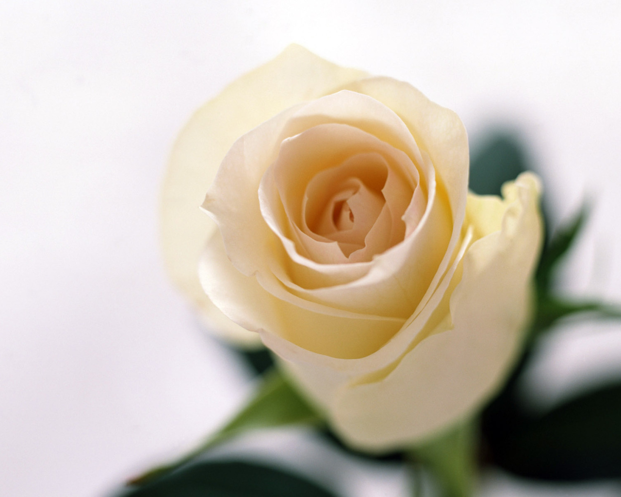 Запах роз, Цветы