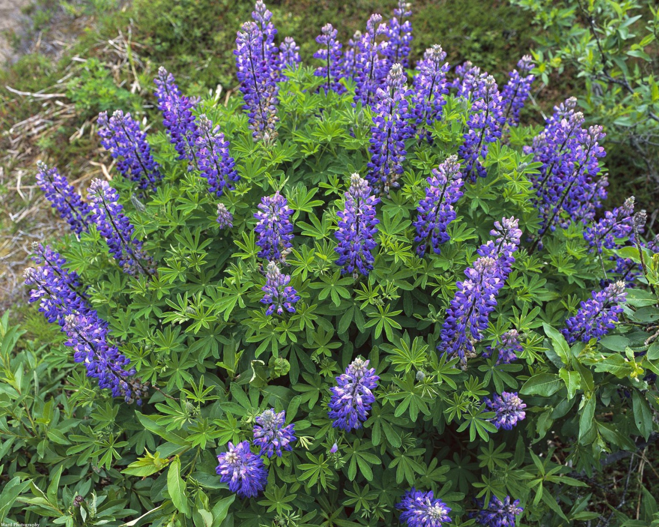 Королевский расцвет, Цветы