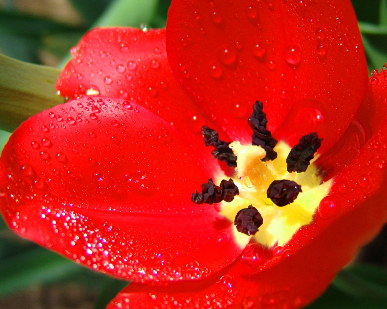 Алый тюльпан, Цветы