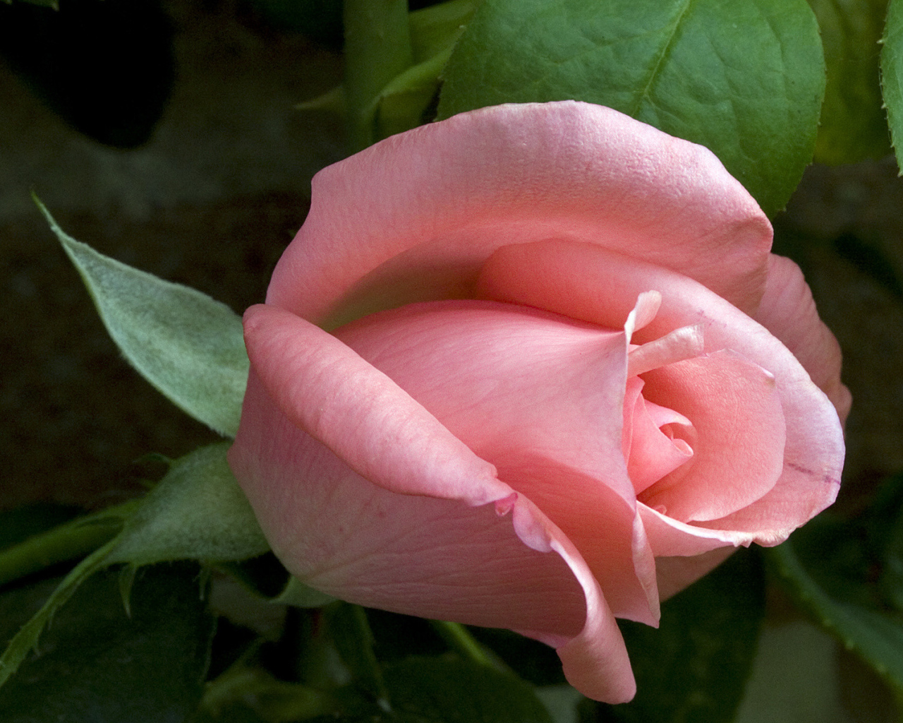 Застенчивое чувство, Цветы