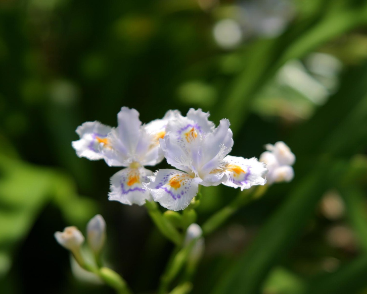 Шелковистый, Цветы