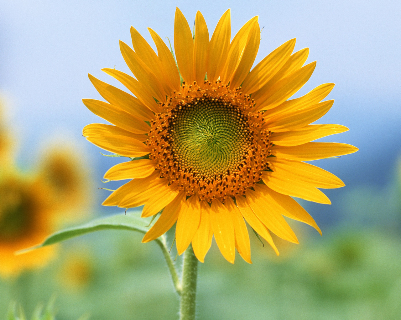 Единственный, Цветы