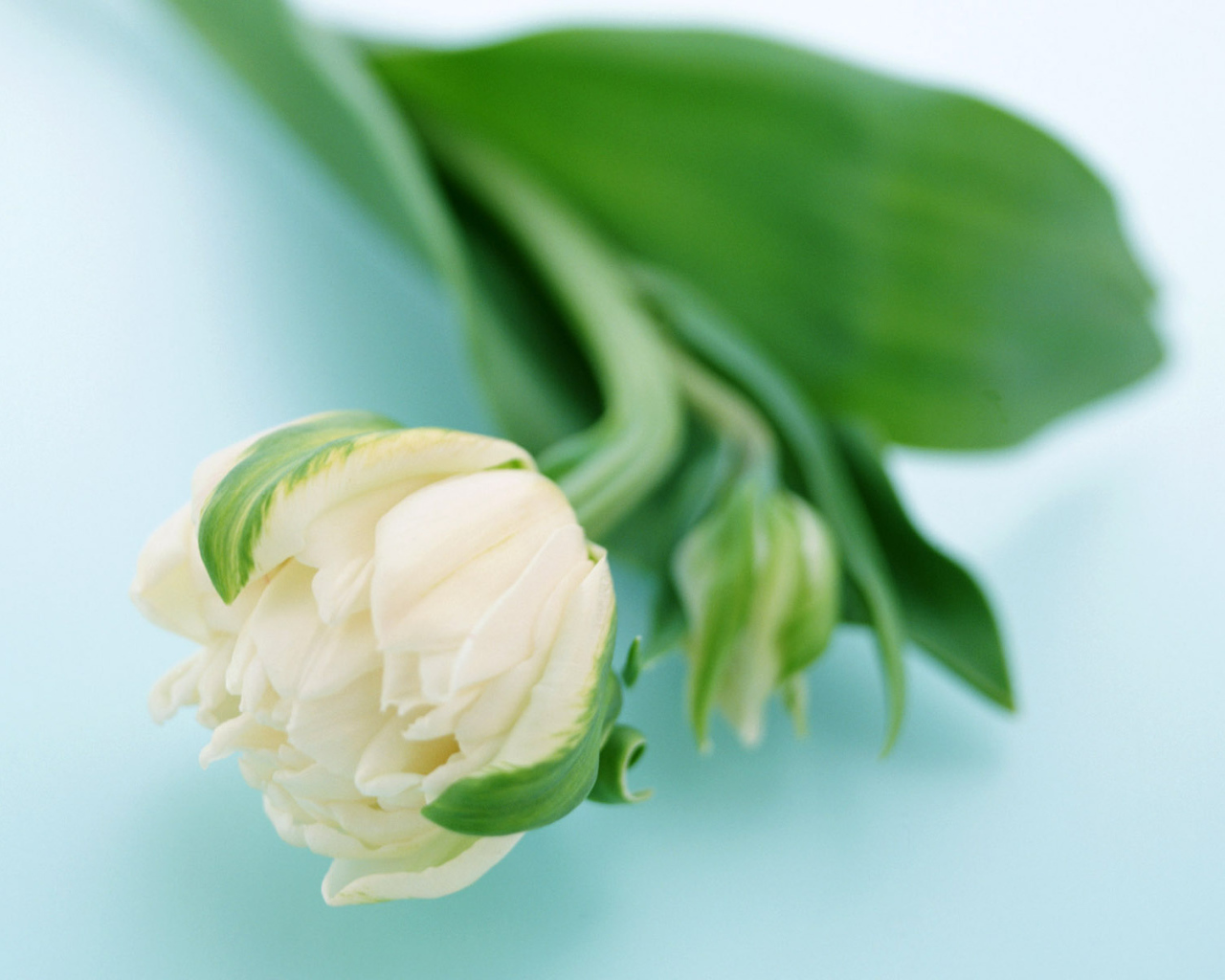 Сонный цветок, Цветы