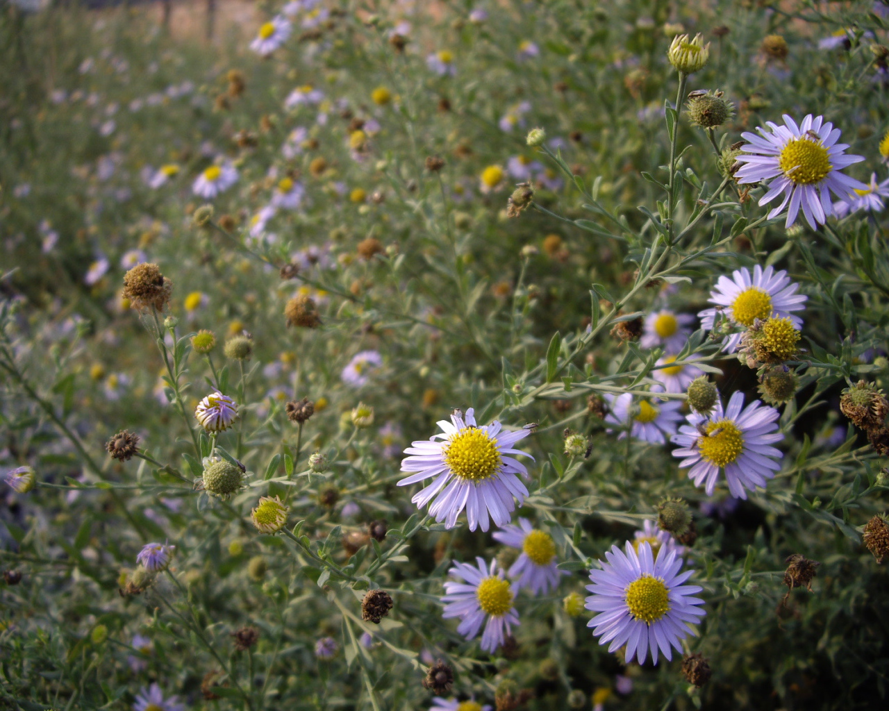 Маленькие Цветы