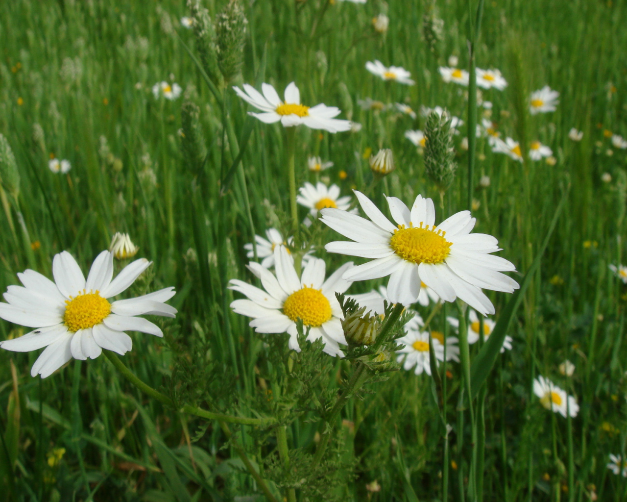 Весенние Цветы