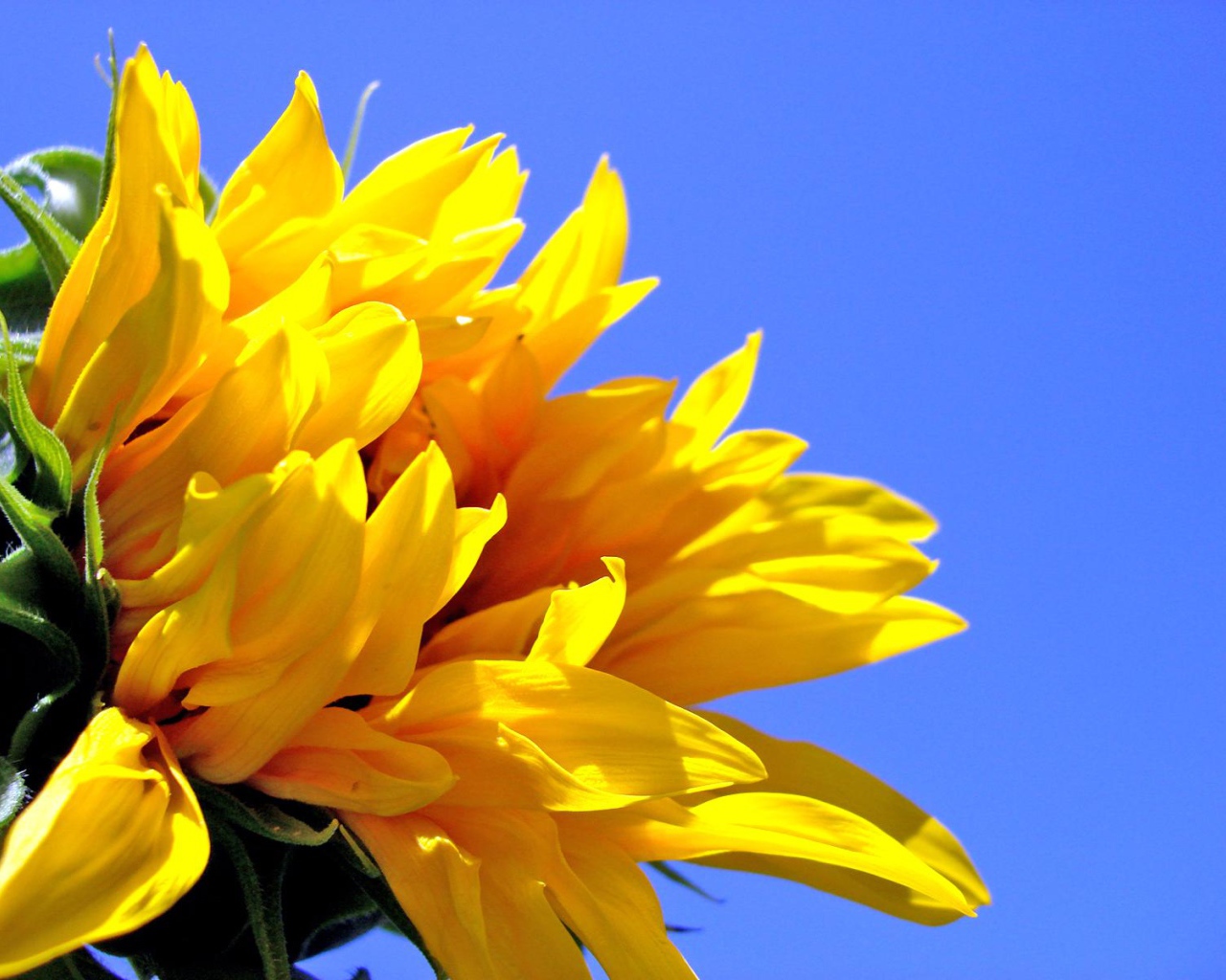 Цветок солнца, Цветы