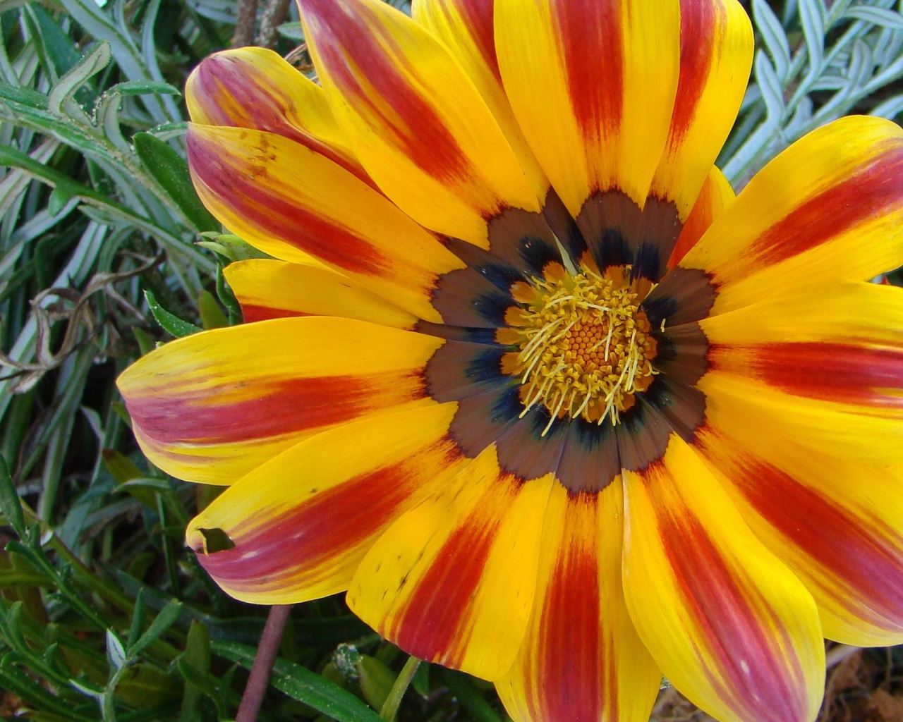 Солнечный день, Цветы