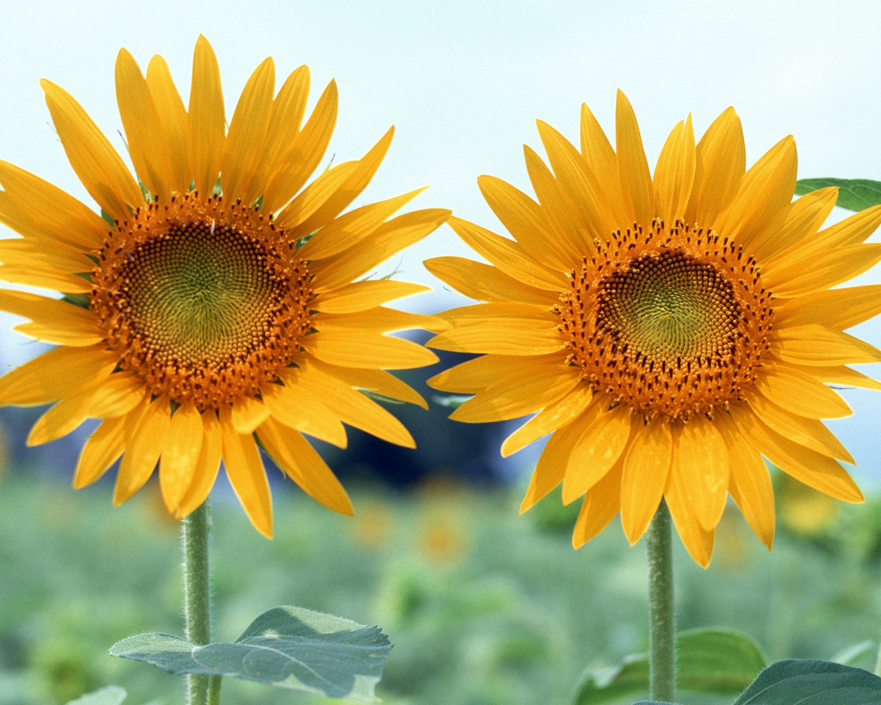 Вместе, Цветы