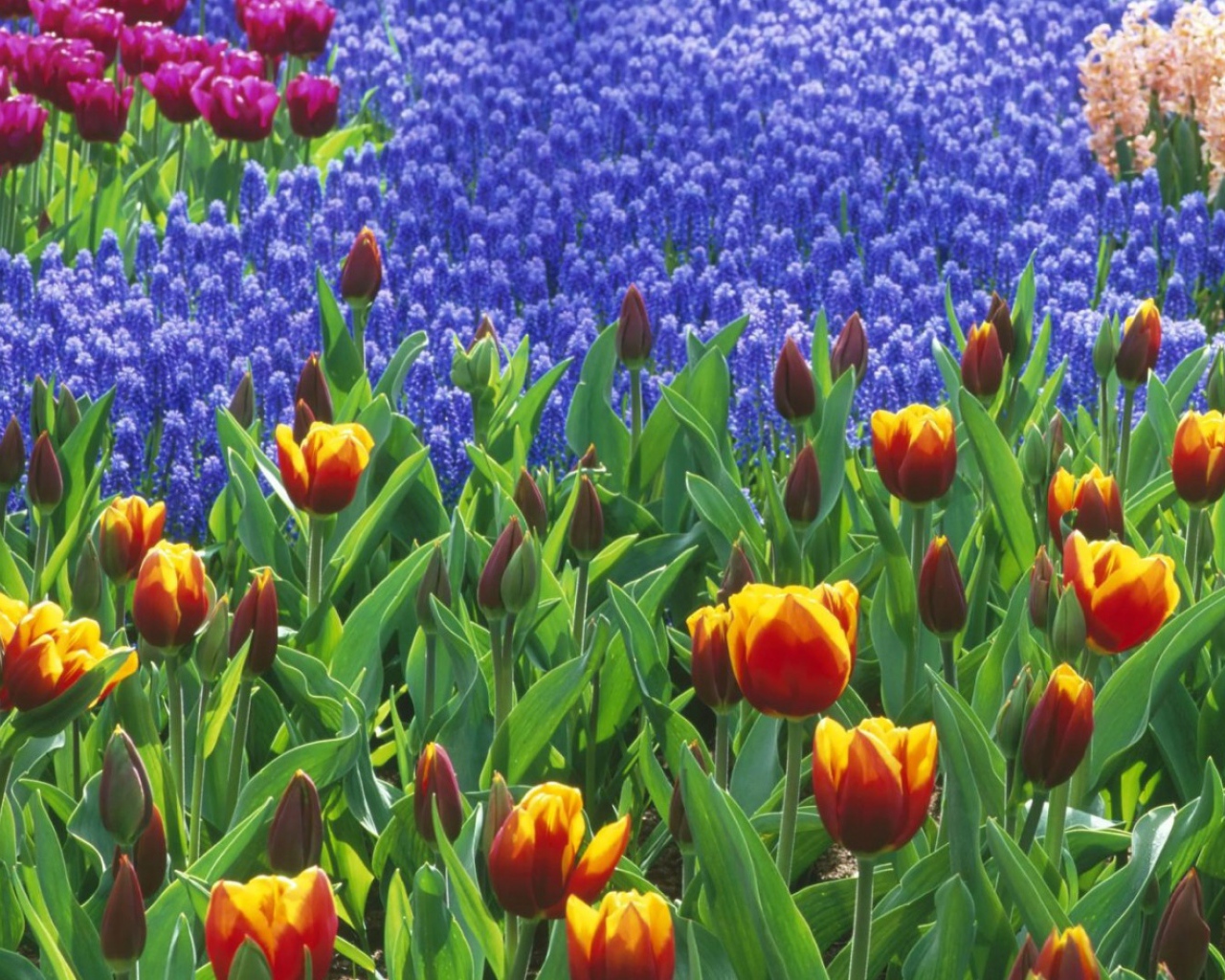 Поле тюльпанов, Цветы