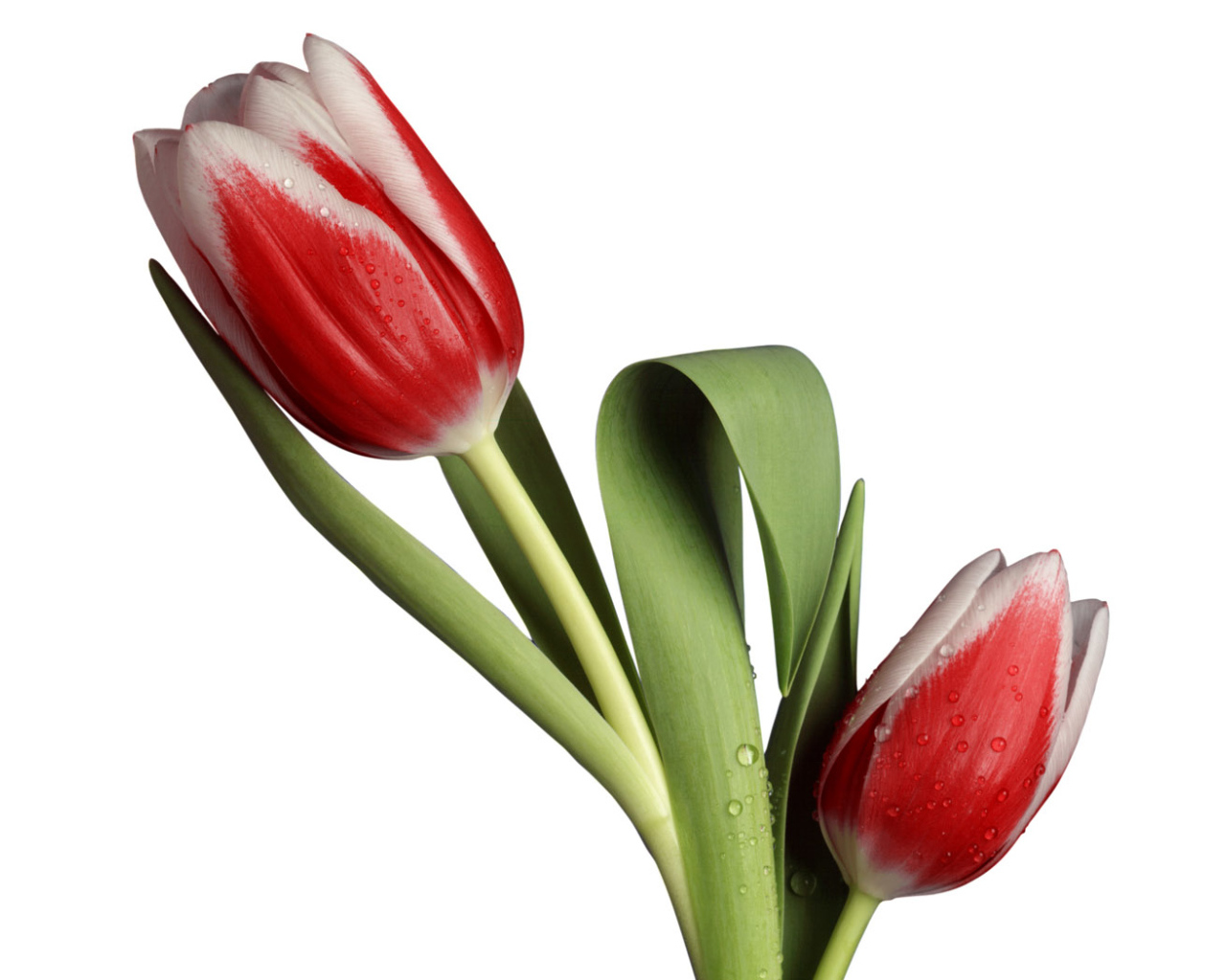 Модель тюльпана, Цветы