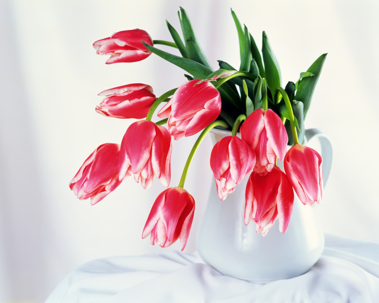 Бутоны тюльпанов, Цветы