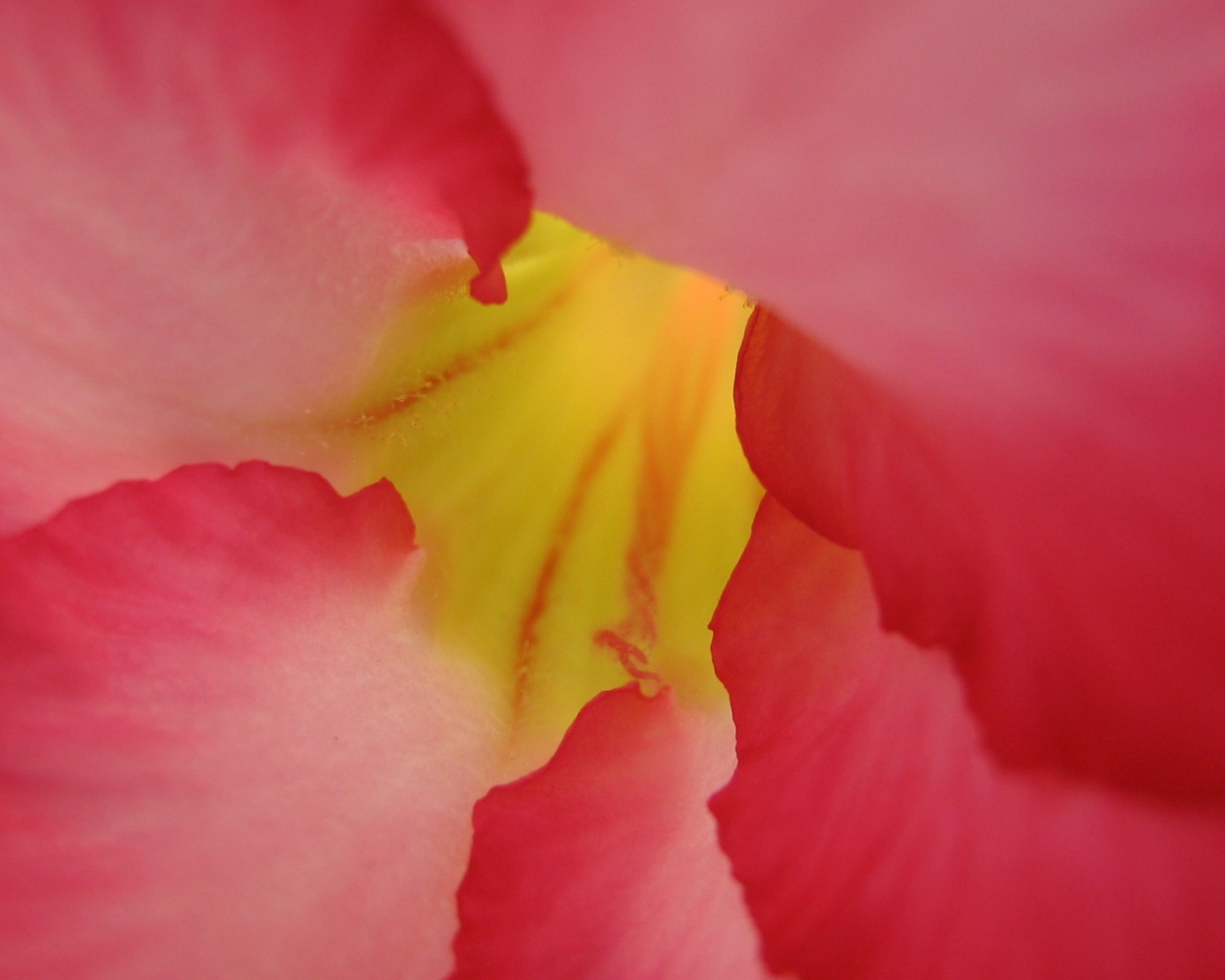 Под лепестками, Цветами