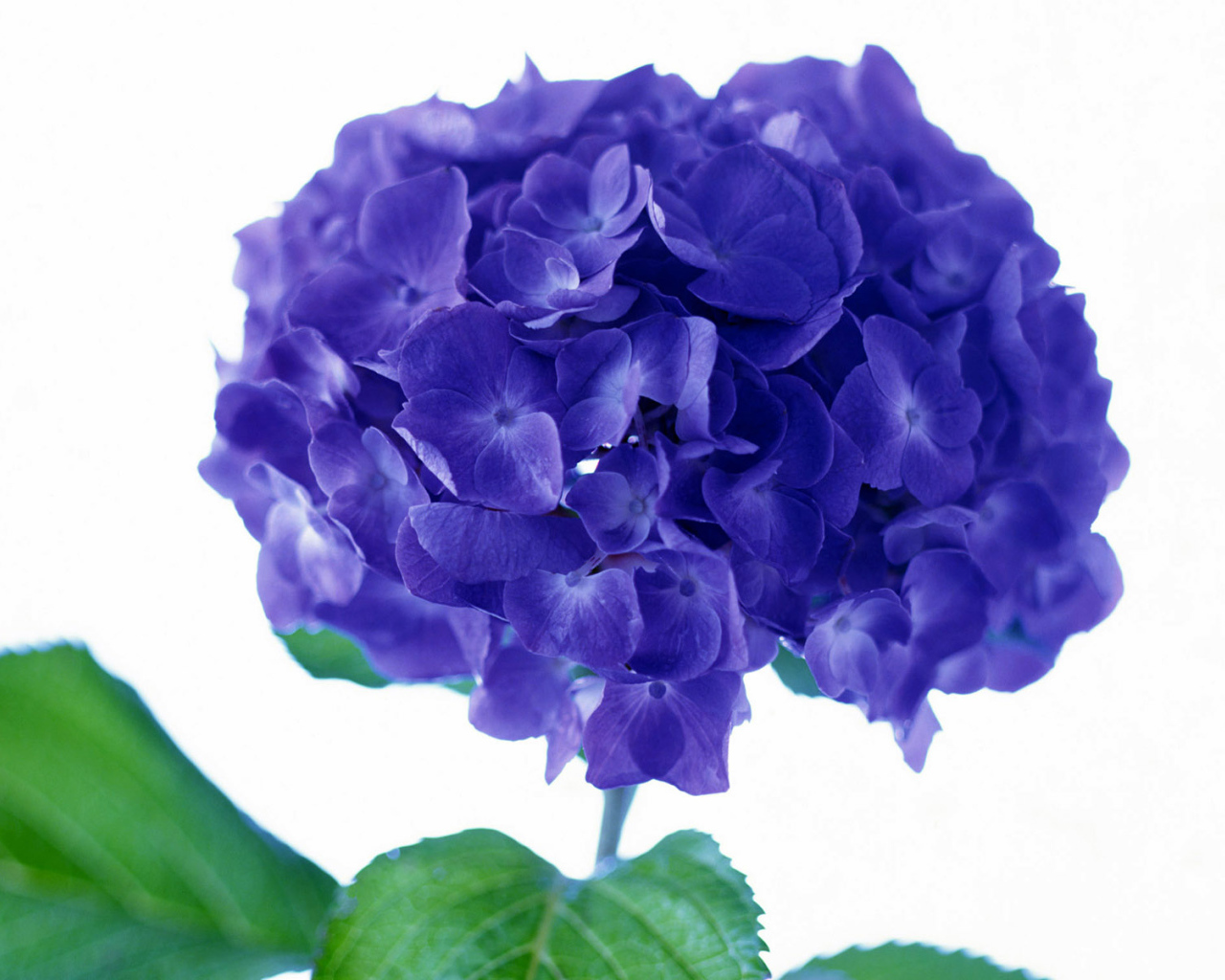 Фиолетовый цветок, Цветы