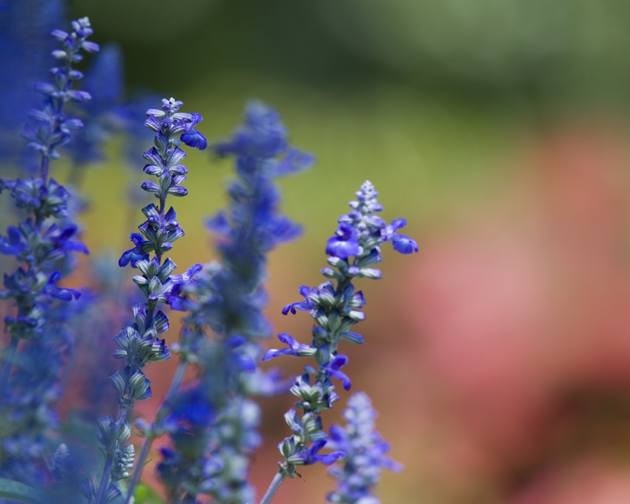 Фиалки весной, Цветы