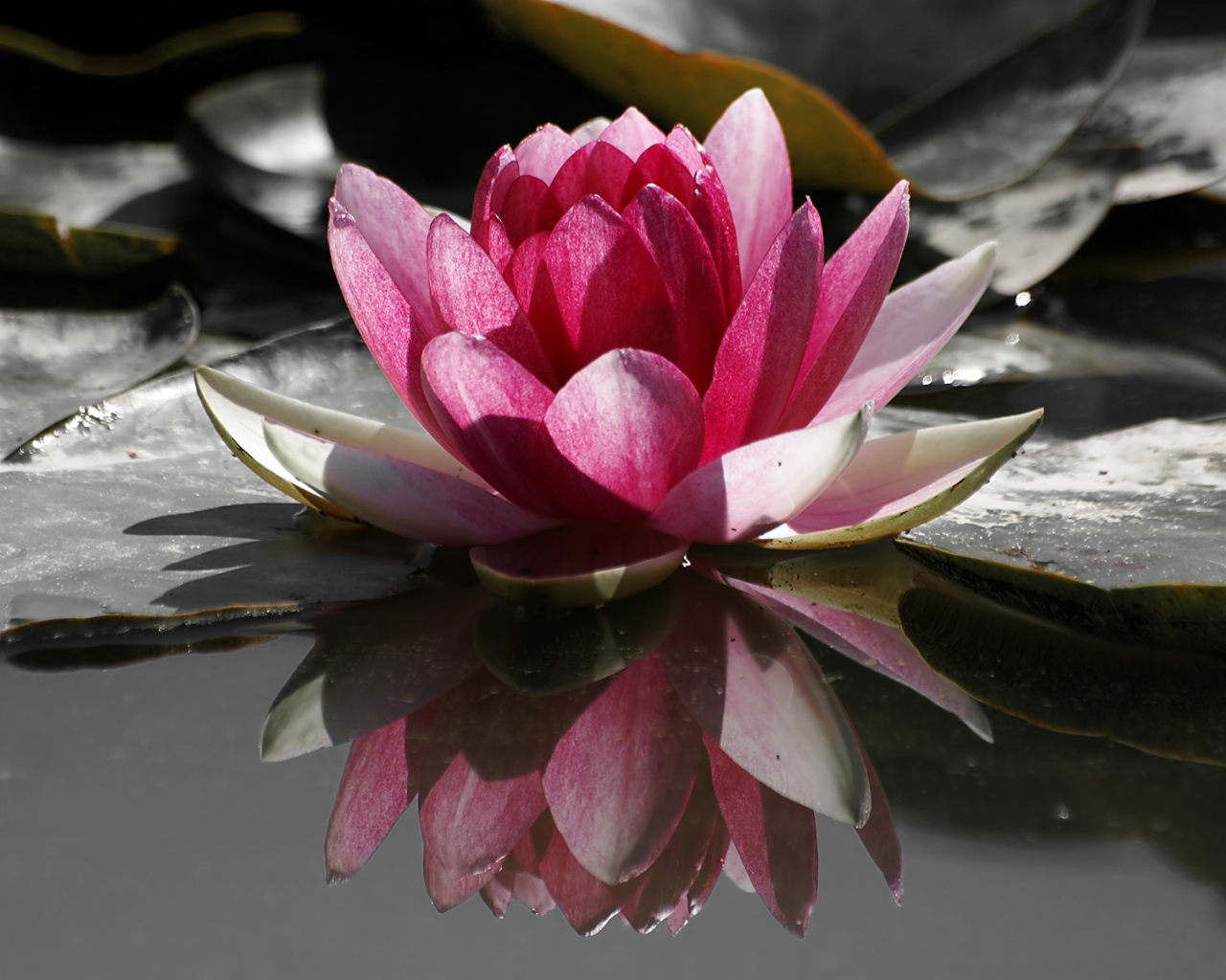 Кувшинка, Цветы