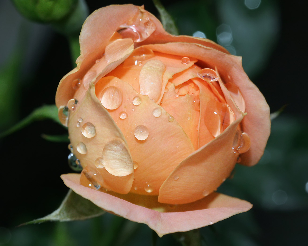 Влажный расцвет роз, Цветы