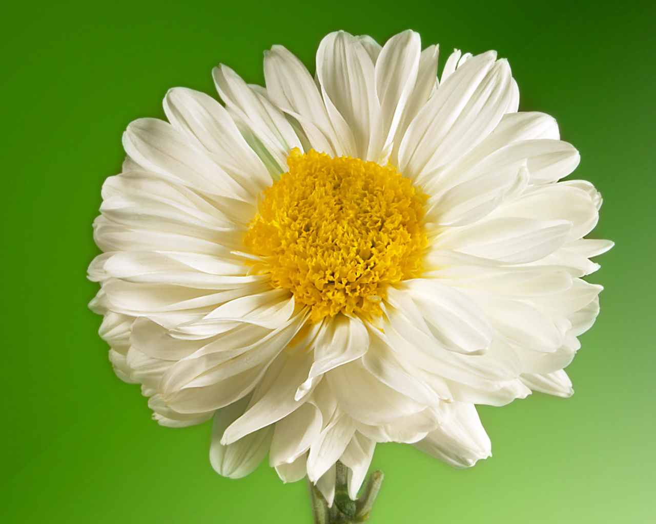 Белый и желтый, Цветы