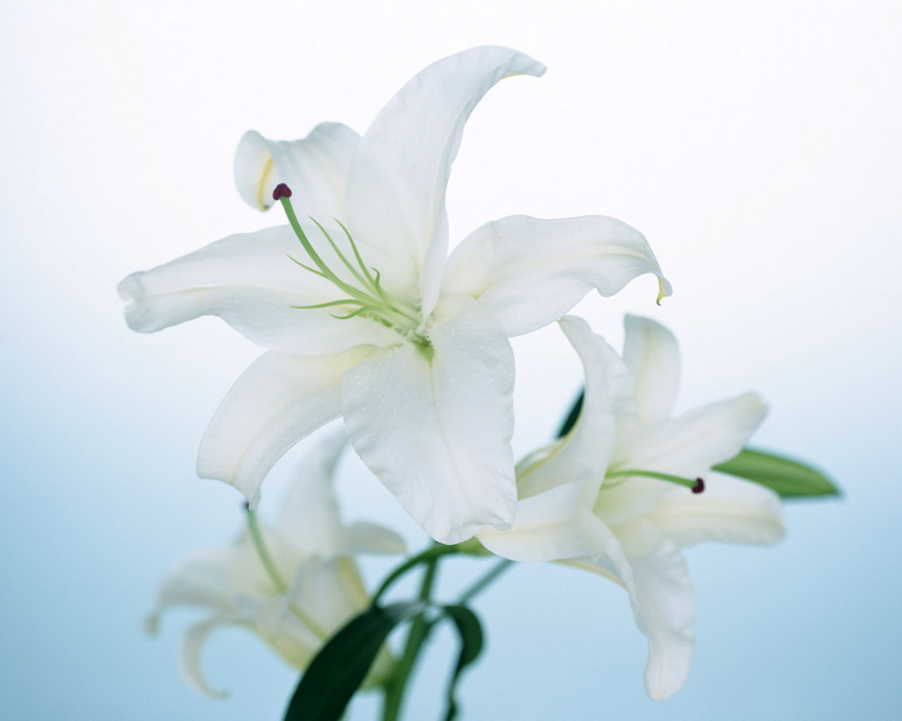 Белая лилия, Цветы