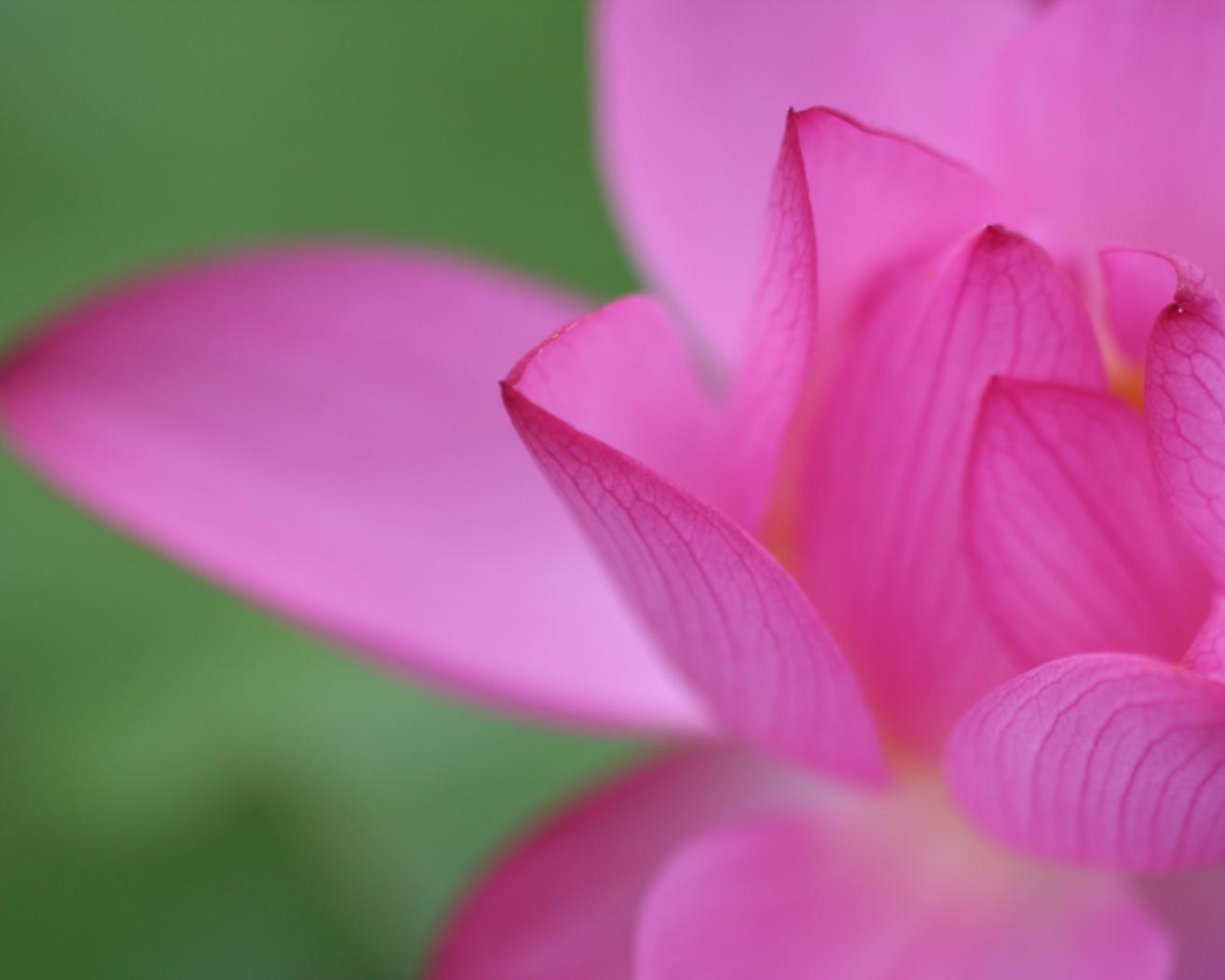 Цветочный пучок