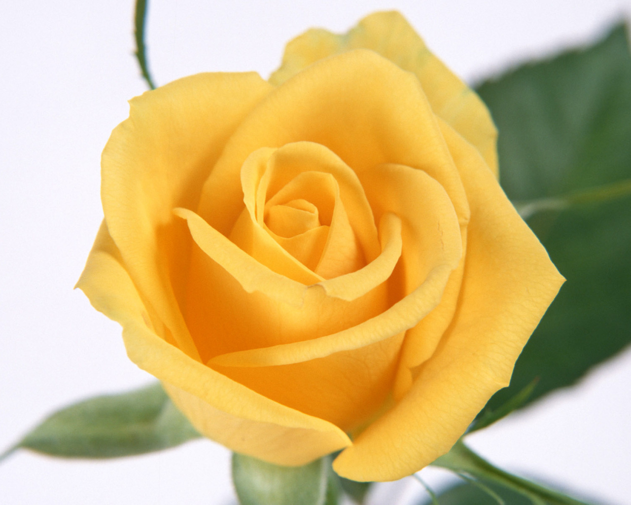 Желтые лепестки розы, Цветы