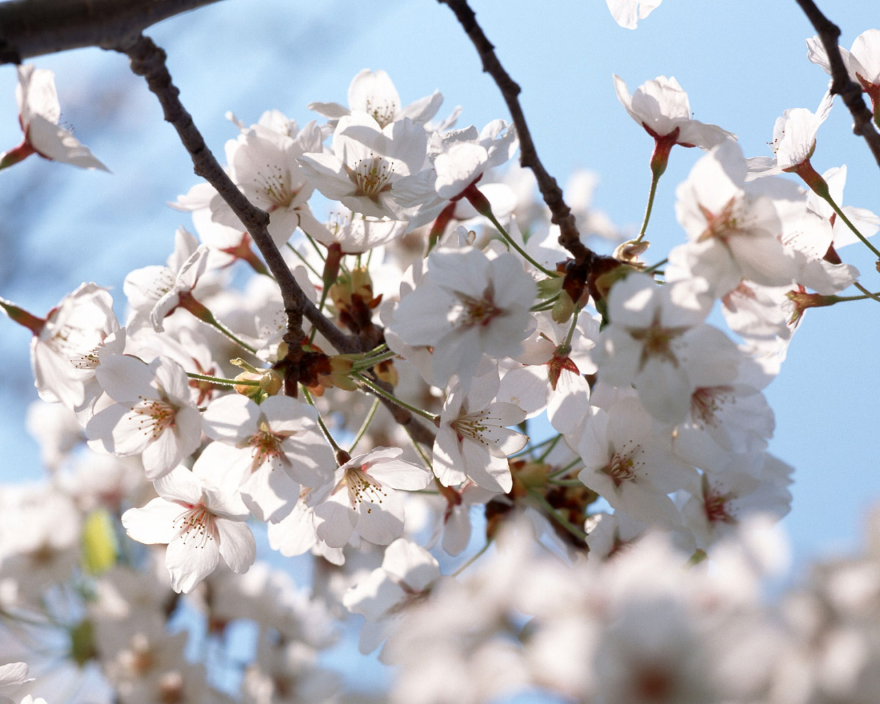 Белые цветы на деревьях