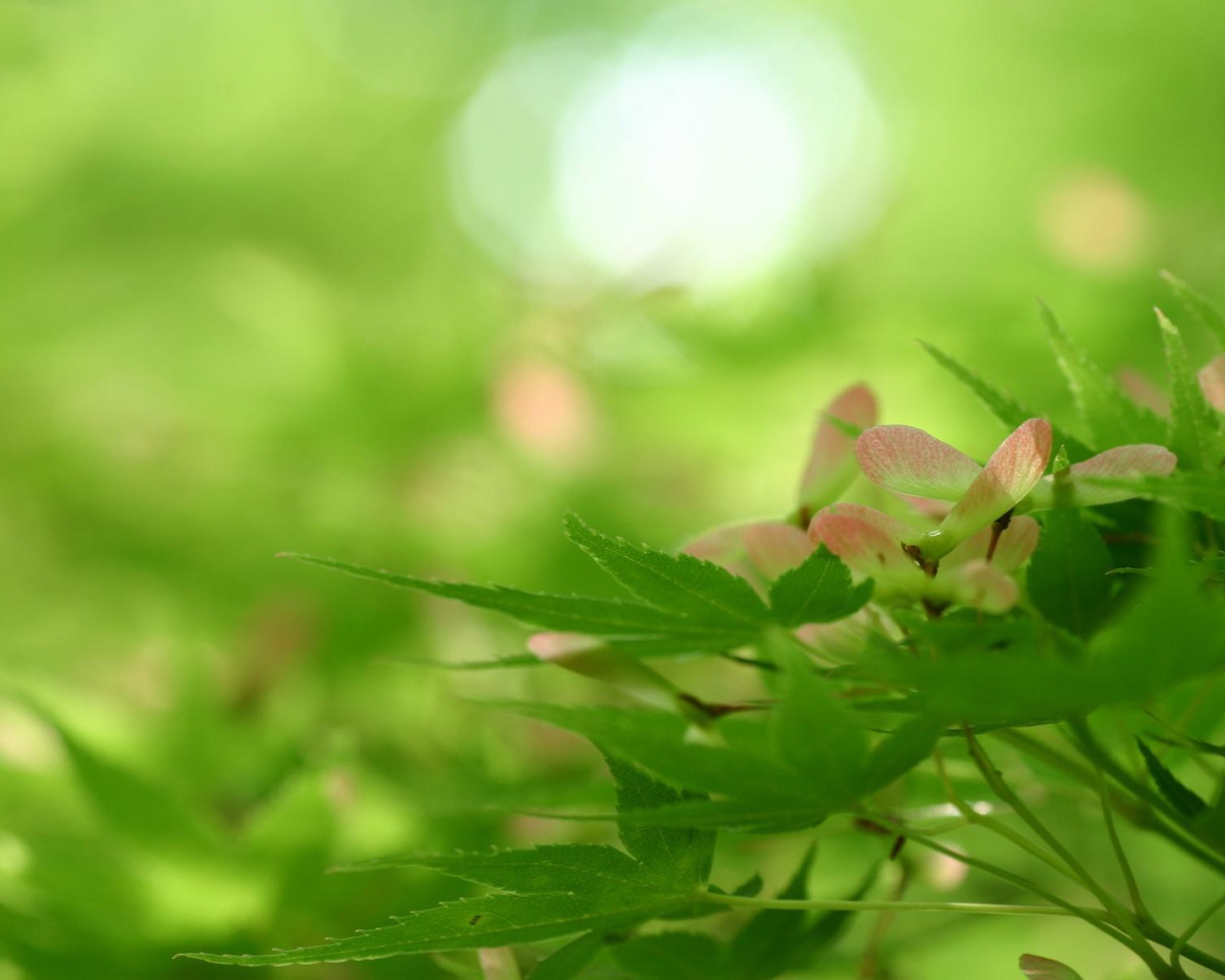 Превосходство природы