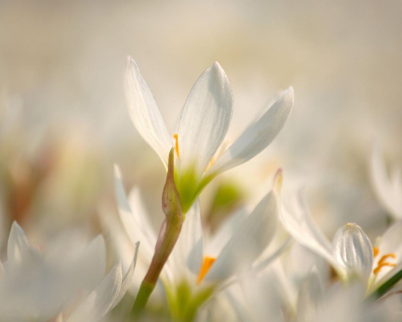 Красивый цветок