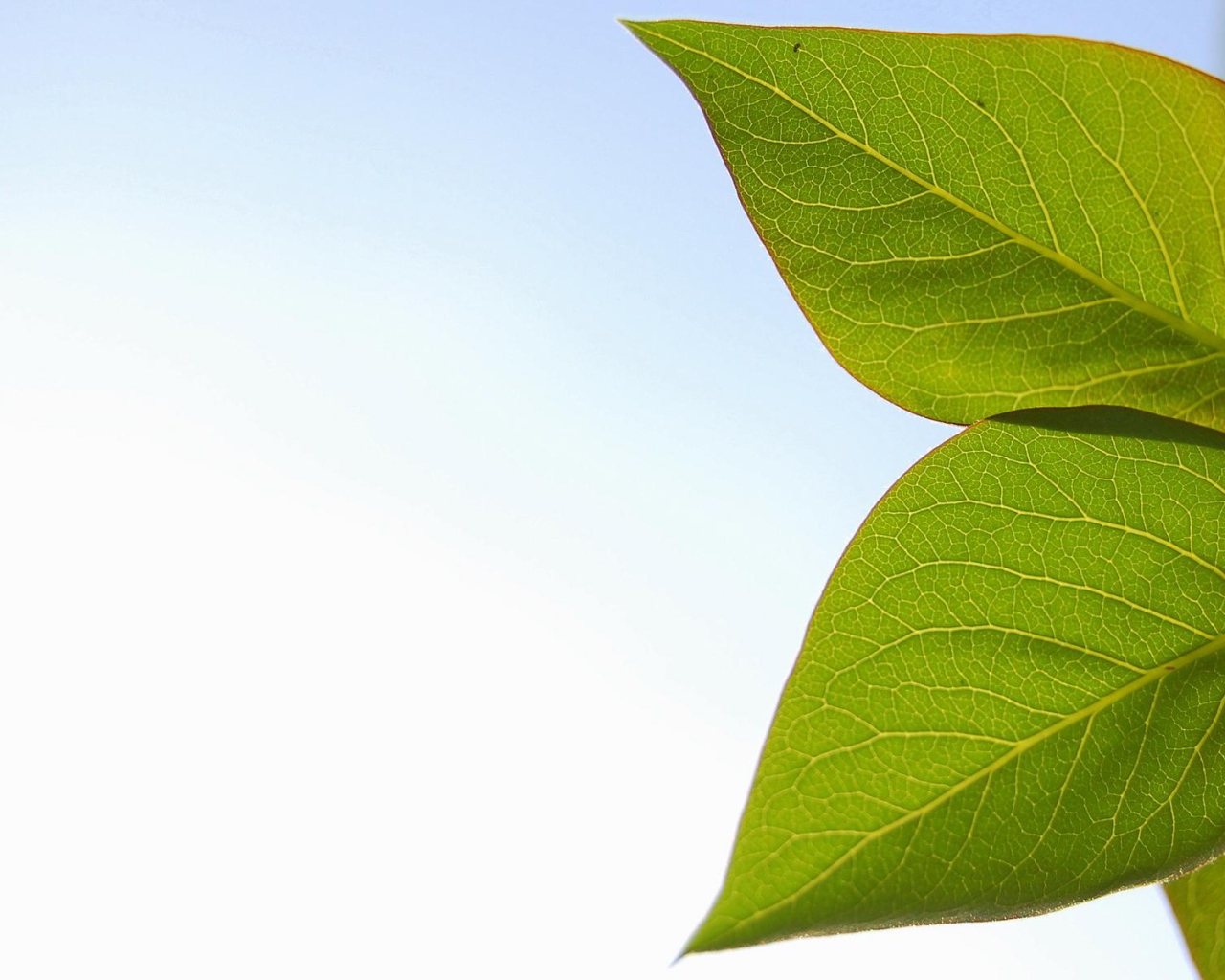 Весенние листья