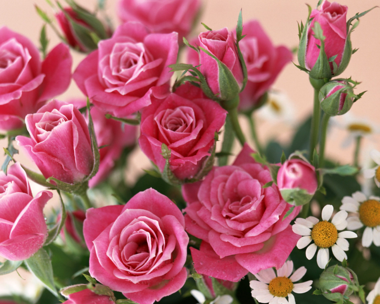 красные розы, Цветы