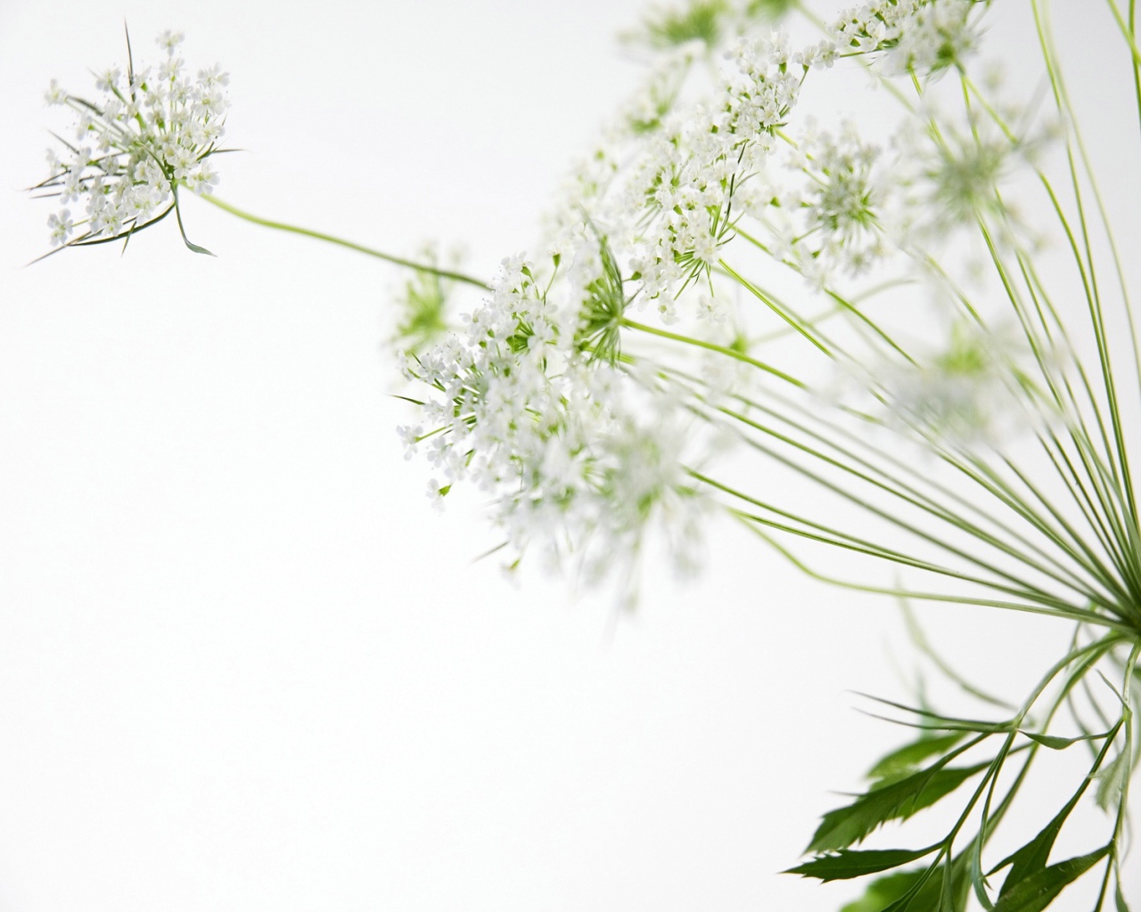 белые цветы, Цветы
