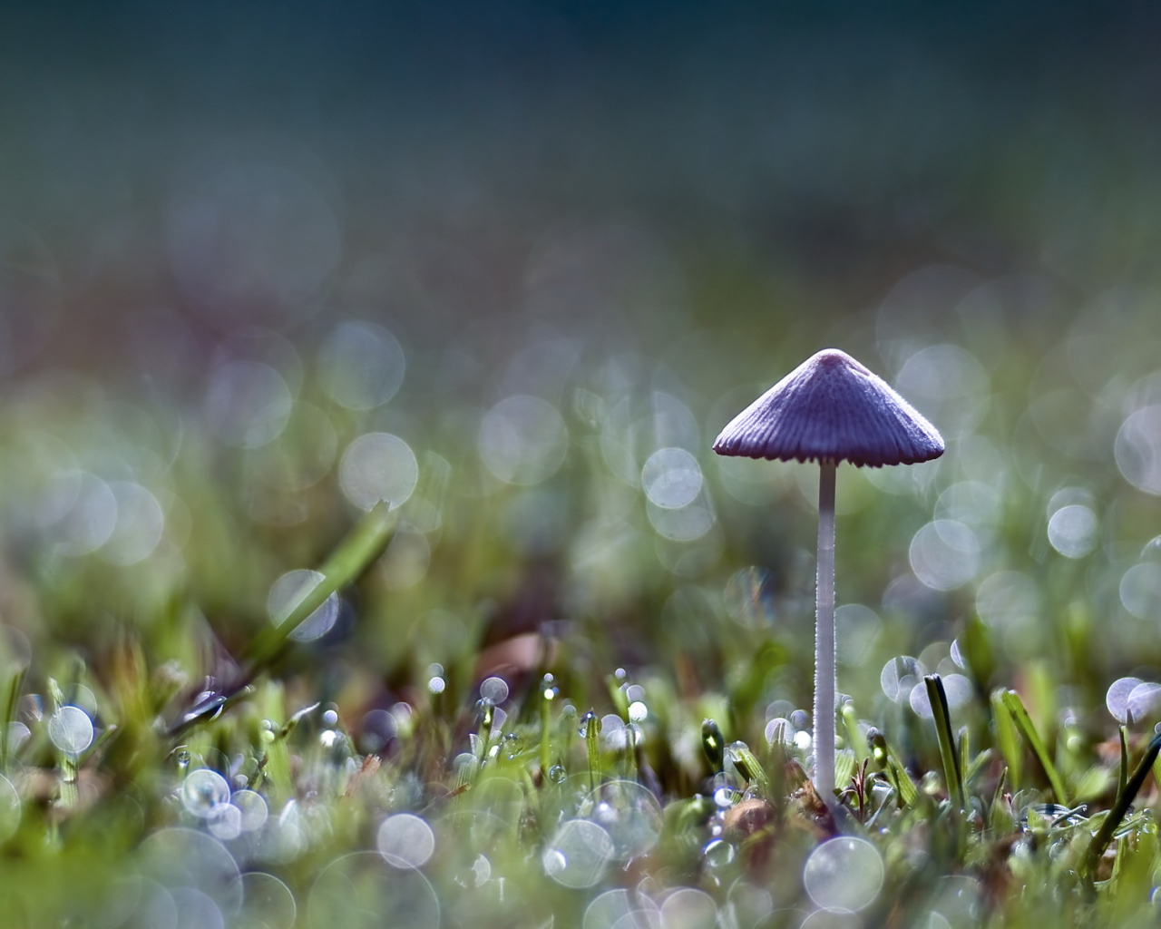 Одинокий гриб