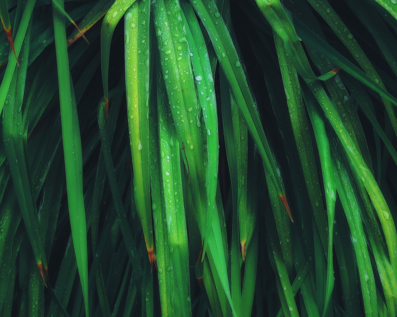 Умирающие листья