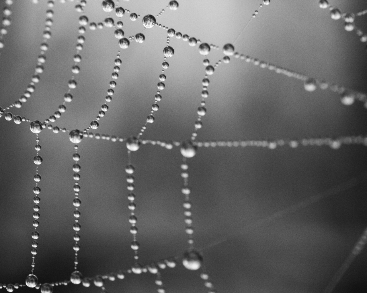 Серая паутина