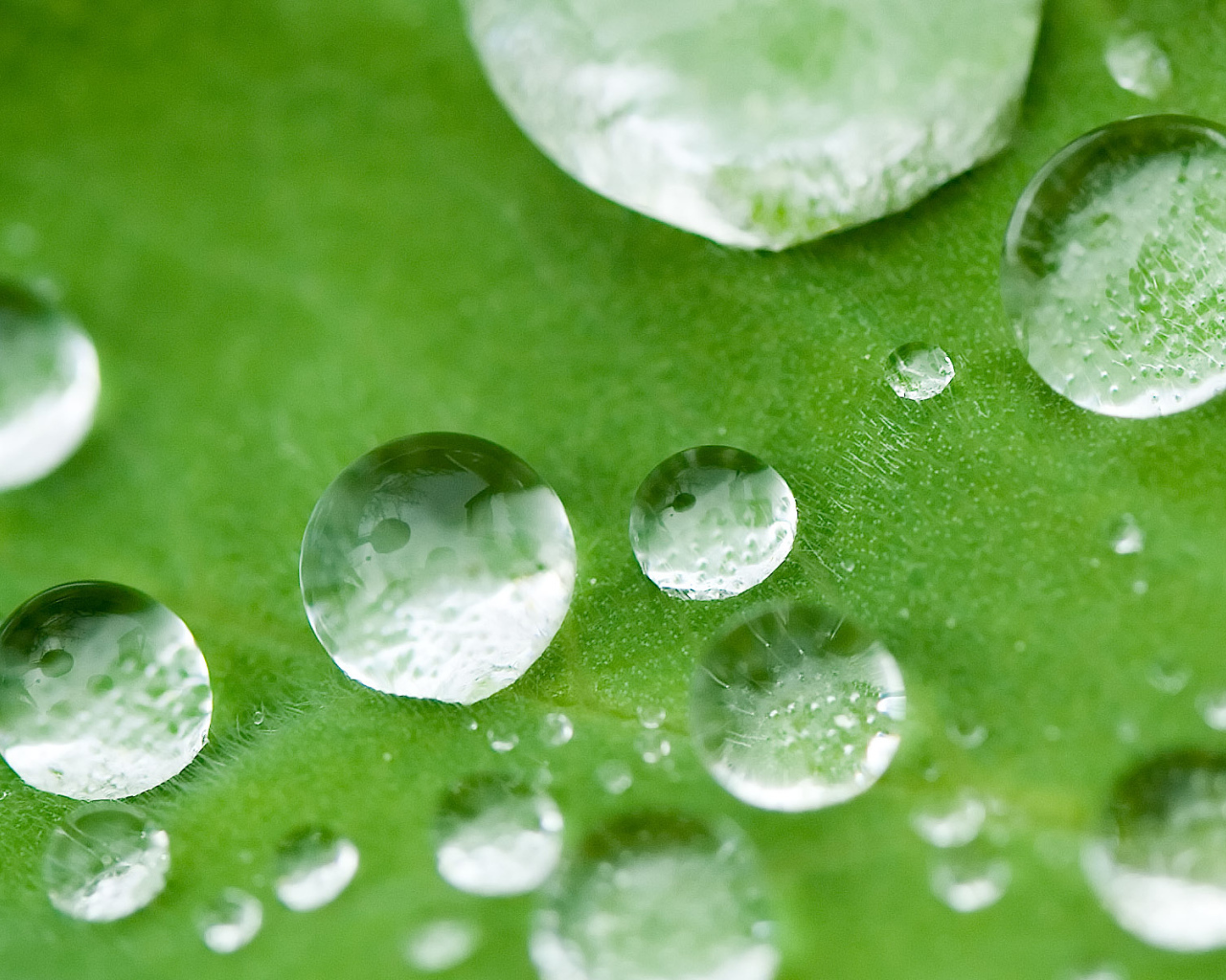 Маленькие капли на листке