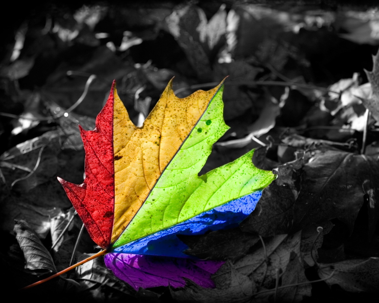 Кленовый лист