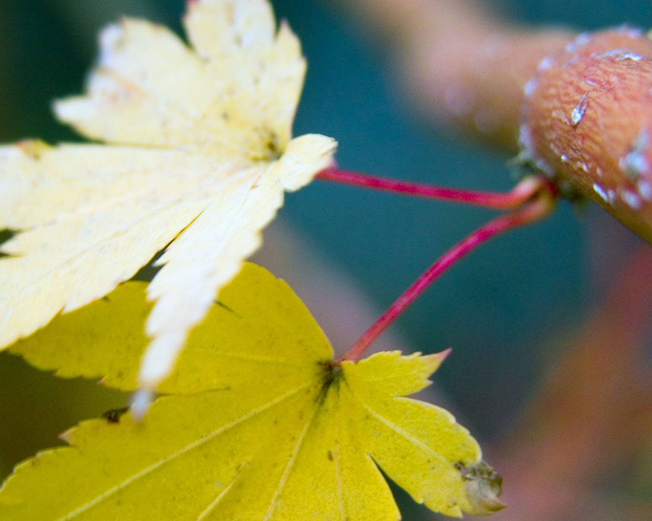 Осенние листья