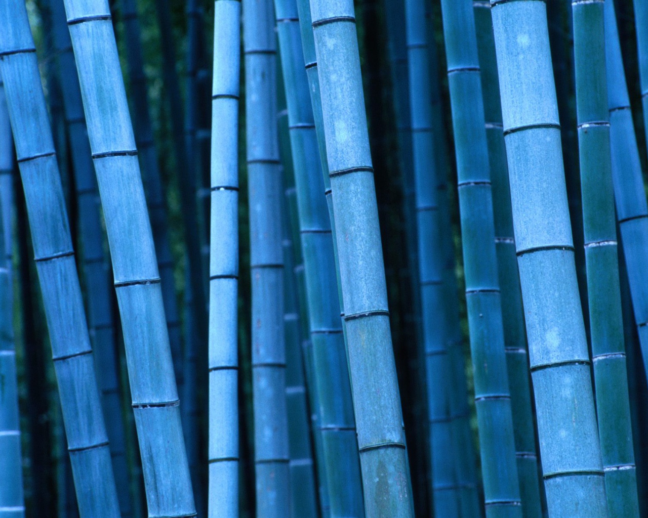Синий бамбук