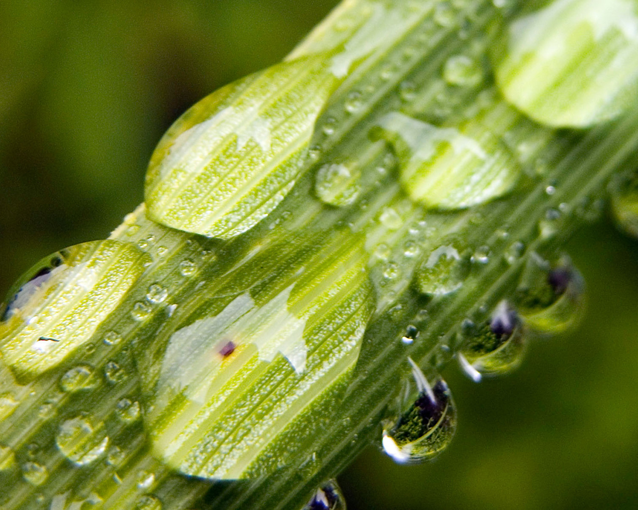 Пузыри на стебле