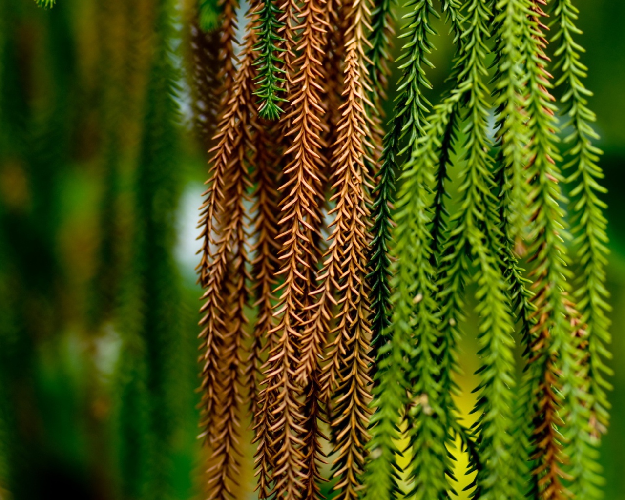 Альпинисты