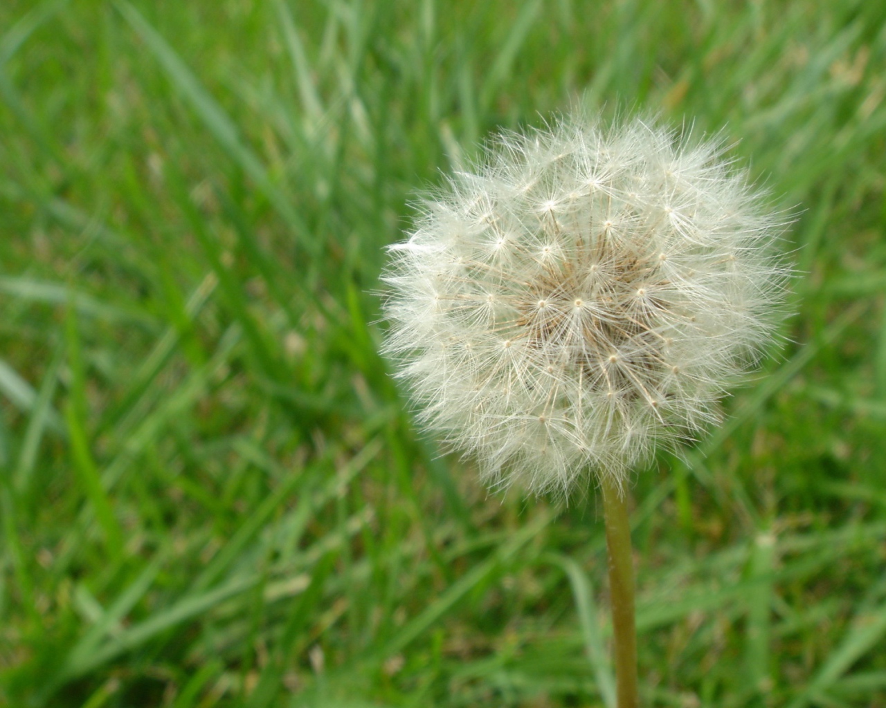 Одуванчик