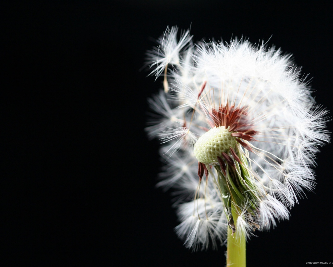 Макро-Одуванчик