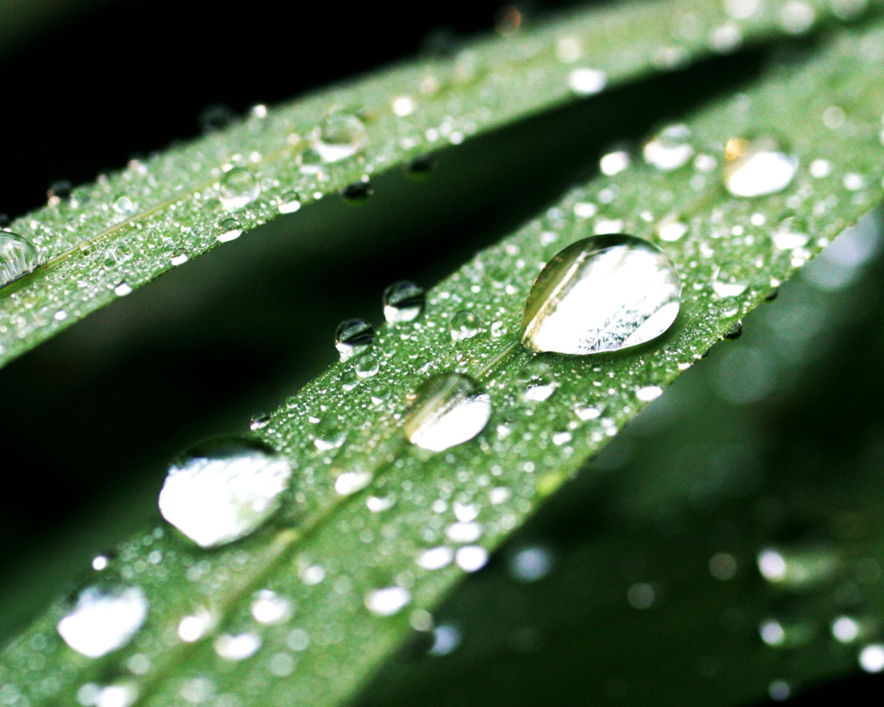 Темно-зеленые капли