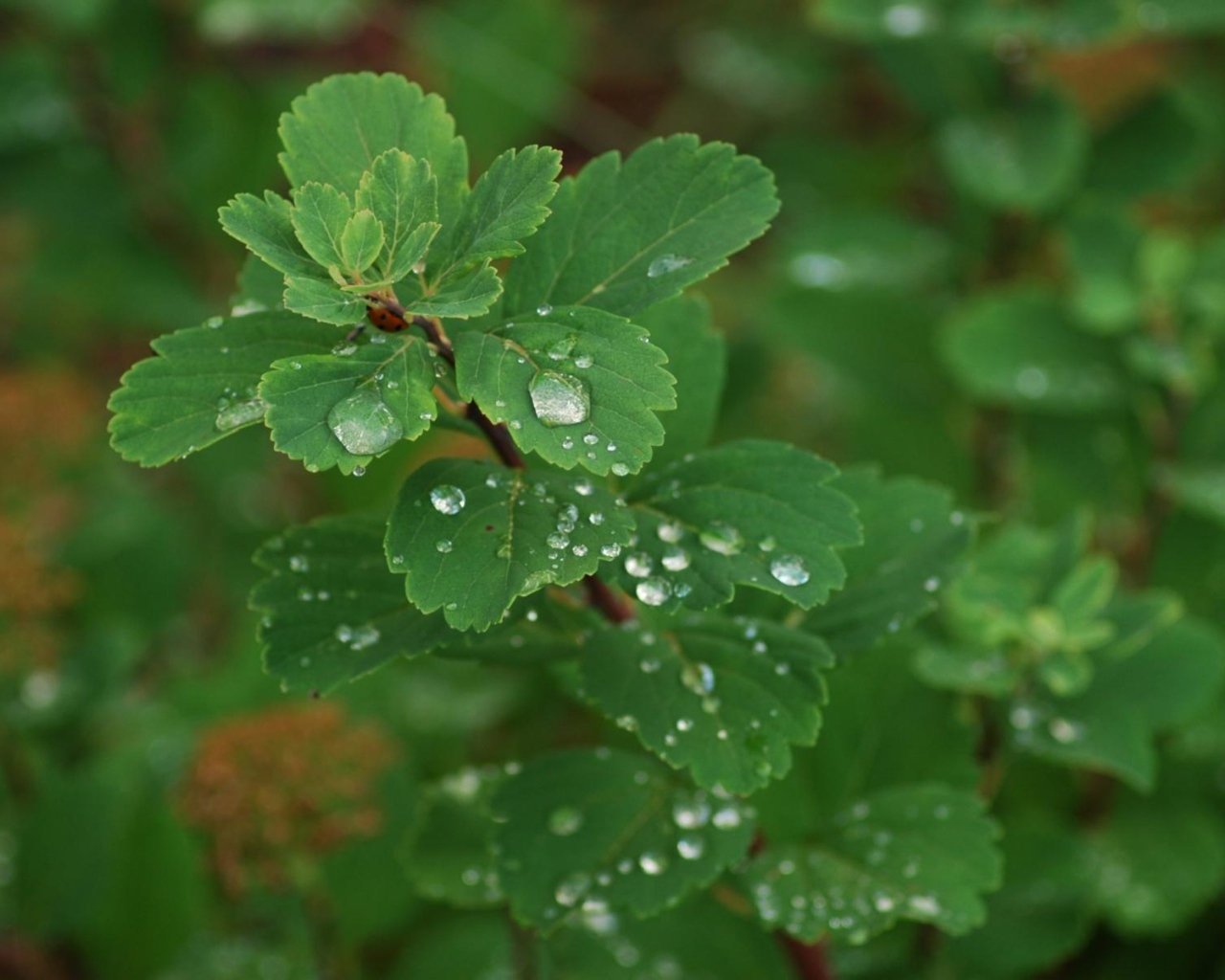 Роса на листьях