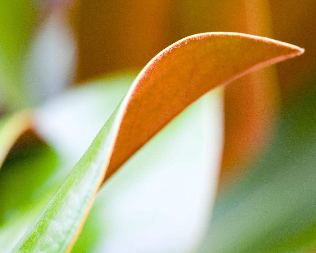 Двойной лист