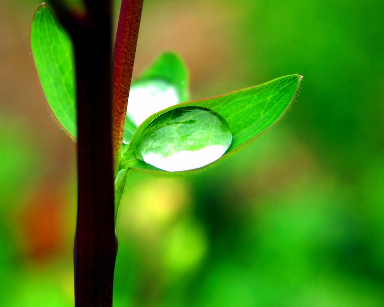 Капля на маленьком листке